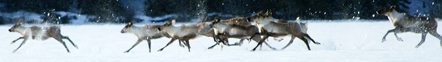 Caribou on Nimpo Lake.