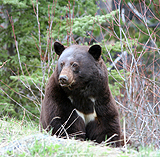 Black Bear eating spring grass along the side of the road.