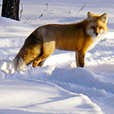 Photo courtesy of Dawn Thompson. A golden fox stands in the snow.